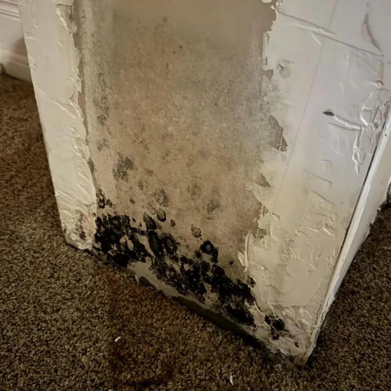 Professional Mold Removal in Blaine County, OK